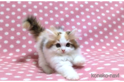 成約済の愛知県のミヌエット-98806の3枚目